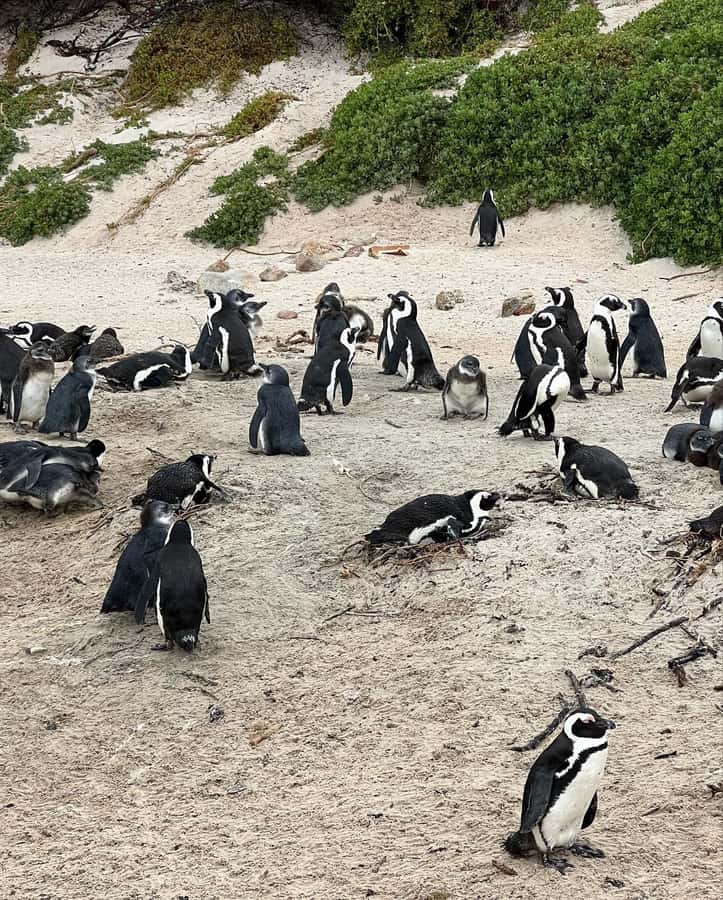 Cape Town: Full-Day Private Peninsula Tour - Hout Bay: boat trip or seafood stop