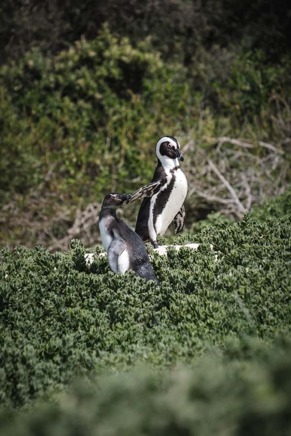 Cape Town: Full-Day Private Peninsula Tour - Cape of Good Hope Nature Reserve and Cape Point