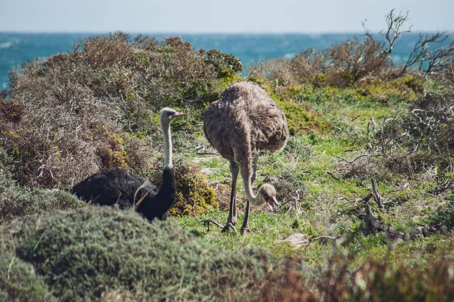 Cape Town: Full-Day Private Peninsula Tour - Simon’s Town and a naval dog named Great Dane