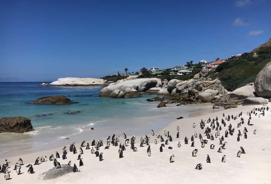 Cape Town: Full-Day Private Tour with Cape Point & Penguins - Why this Cape Peninsula route works so well