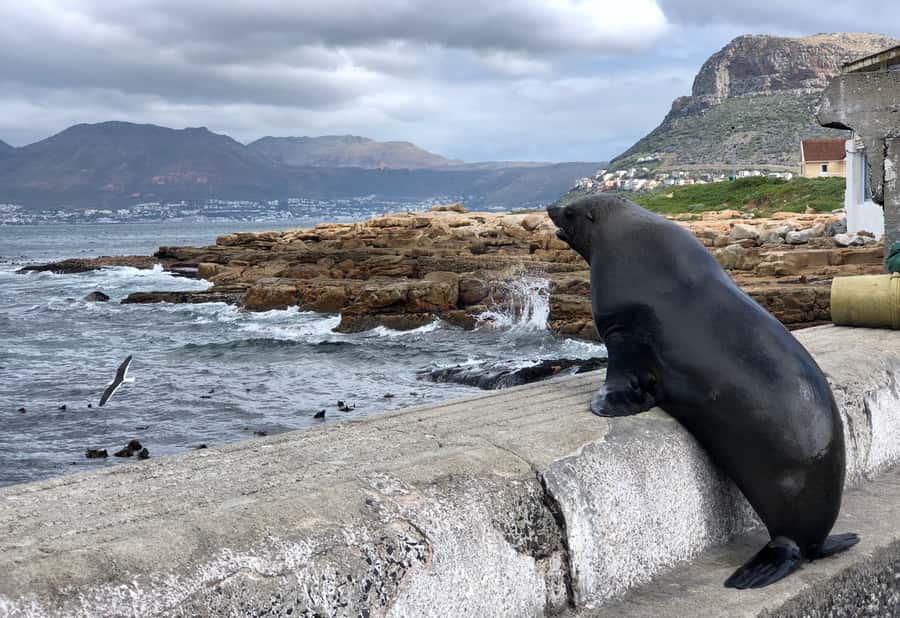 Cape Town: Full-Day Private Tour with Cape Point & Penguins - Lunch in Simon’s Town