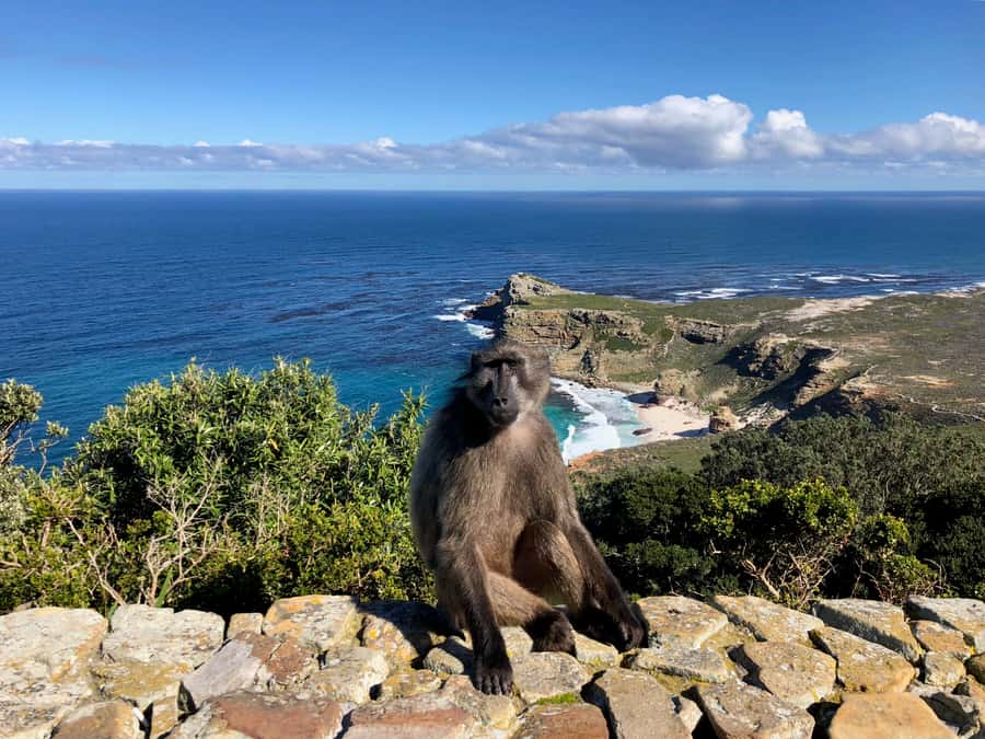 Cape Town: Full-Day Private Tour with Cape Point & Penguins - From Clifton and Camps Bay to Hout Bay