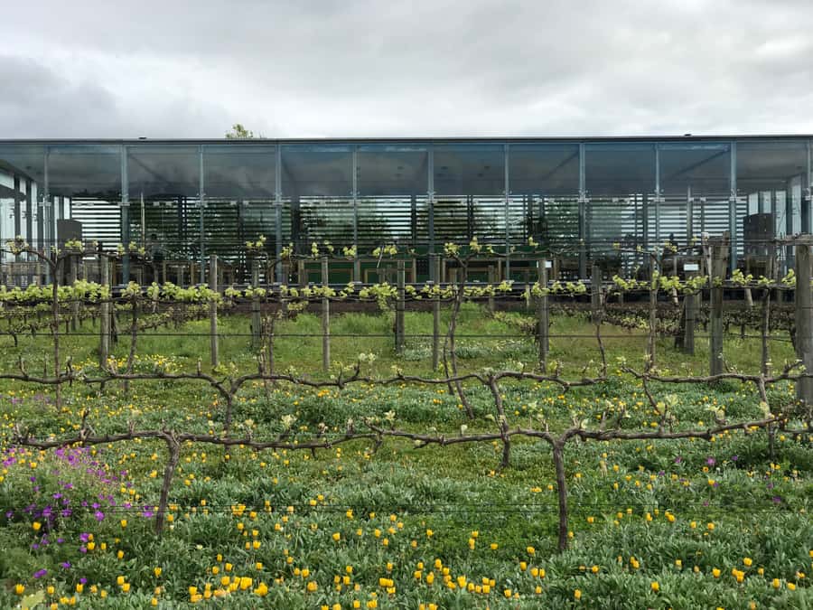 Cape Town: Full-Day Stellenbosch and Franschhoek Wine Tour - The guide can make or break the day