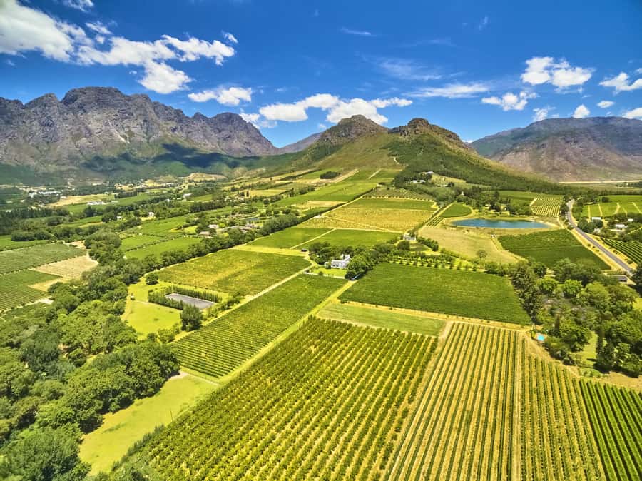 Cape Town: Full-Day Wine Tasting Tour with Wine Tram - What the guides add to the day