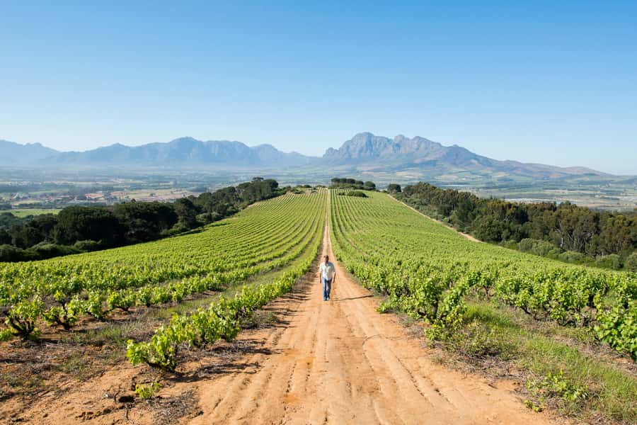 Cape Town: Full-Day Winelands Tour with Wine Tastings & Food - Key points to know before booking