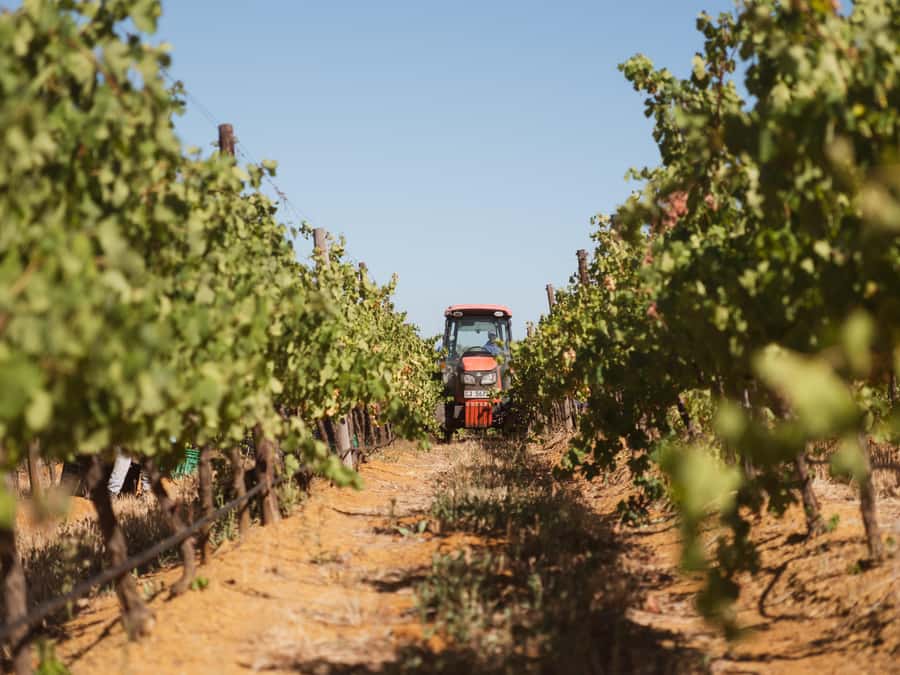 Cape Town: Full-Day Winelands Tour with Wine Tastings & Food - How much wine will you actually taste?