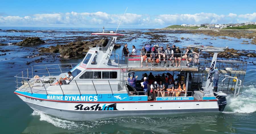 Cape Town: Gansbaai Eco-Friendly Shark Cage Diving Cruise - Key points before you book