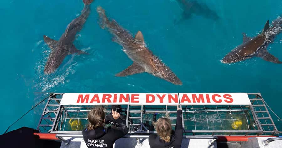 Cape Town: Gansbaai Eco-Friendly Shark Cage Diving Cruise - Why Gansbaai remains a major shark destination
