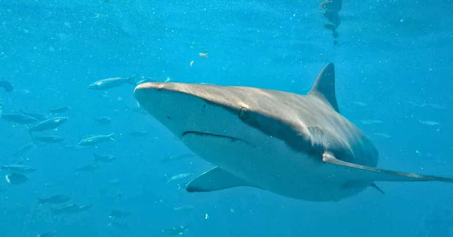 Cape Town: Gansbaai Eco-Friendly Shark Cage Diving Cruise - The Great White House: breakfast, briefing, and sensible preparation