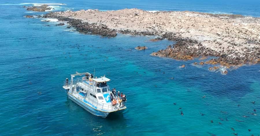 Cape Town: Gansbaai Eco-Friendly Shark Cage Diving Cruise - Aboard Slashfin and out toward Joubertsdam