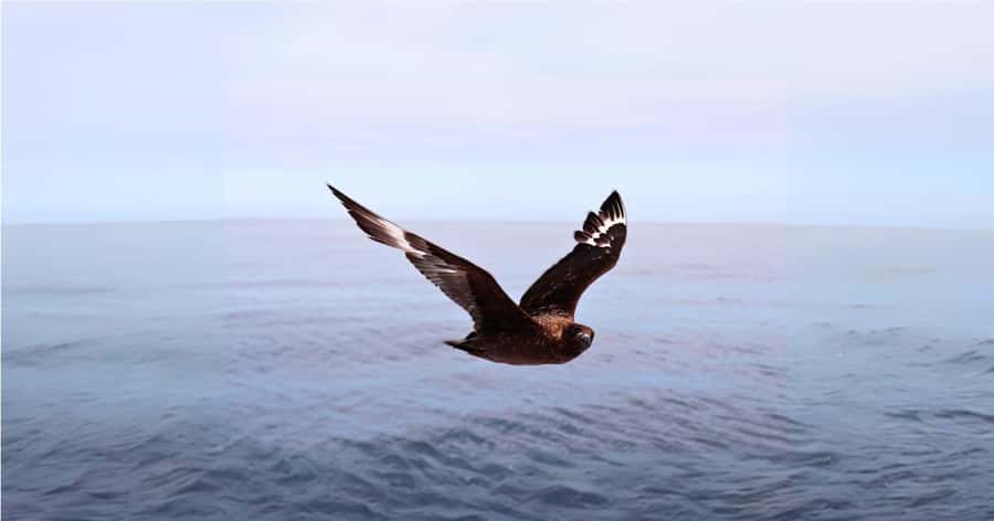 Cape Town: Gansbaai Eco-Friendly Shark Cage Diving Cruise - What the cage encounter really feels like