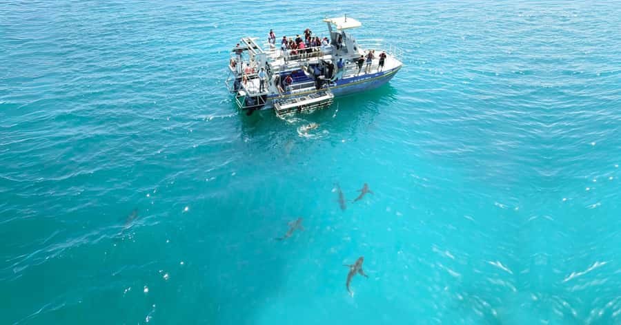Cape Town: Gansbaai Eco-Friendly Shark Cage Diving Cruise - Who will enjoy this trip most