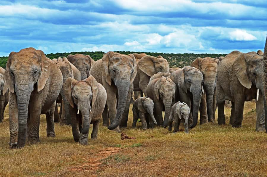 Cape Town: Garden Route and Addo Elephant Park 6-Day Safari - Key points at a glance