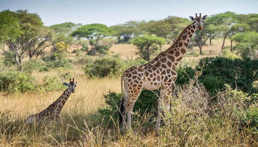 Cape Town: Giraffe House, Cheetah Encounter and Wine Tasting - FAQ