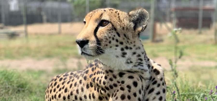 Cape Town: Giraffe House, Cheetah Encounter and Wine Tasting - Starting in Cape Town with a private vehicle