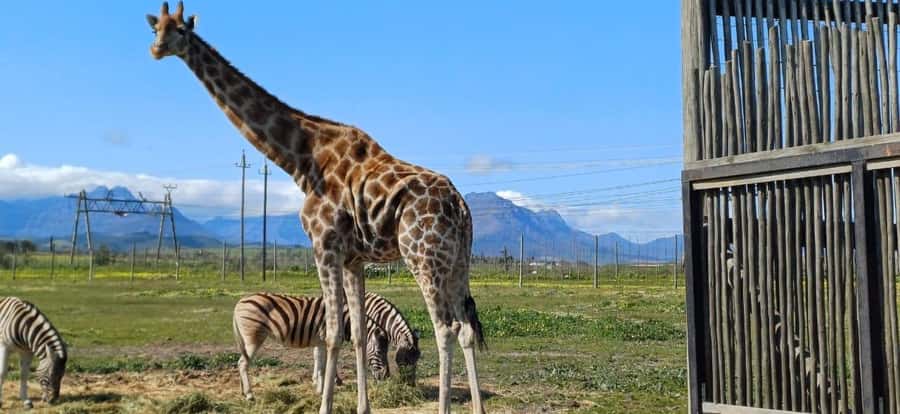 Cape Town: Giraffe House, Cheetah Encounter and Wine Tasting - Meeting the cheetahs at Cheetah Outreach