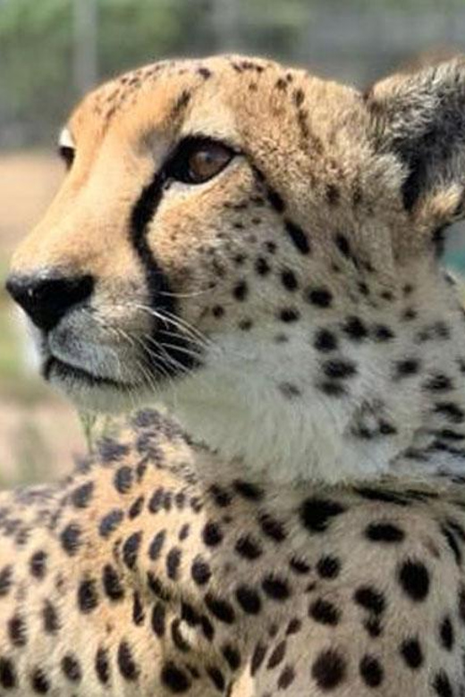 Cape Town: Giraffe House, Cheetah Encounter and Wine Tasting - Who will enjoy this day most?