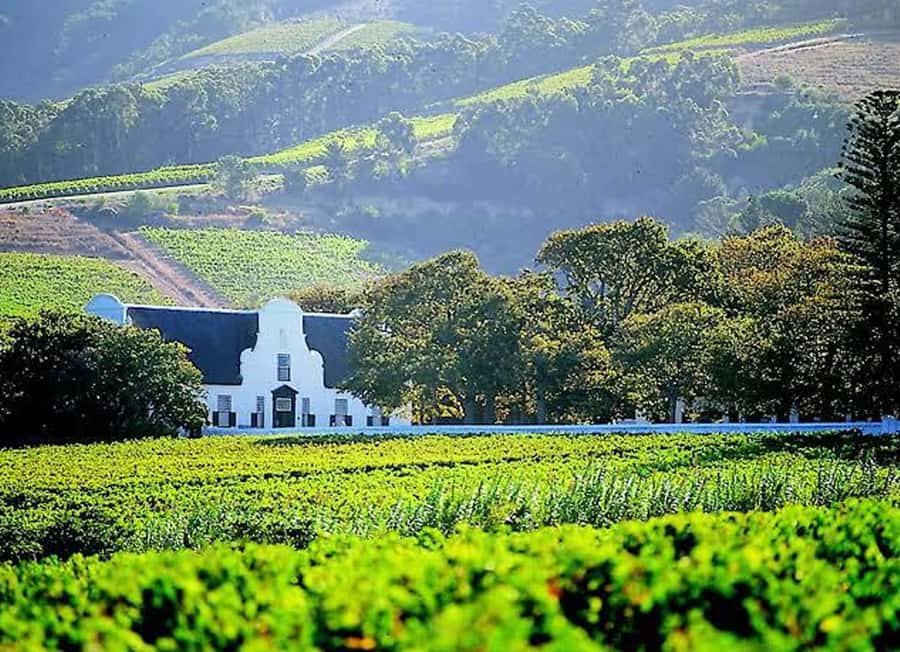 Cape Town: Giraffe House, Cheetah Encounter and Wine Tasting - Stellenbosch wine, cheese, and chocolate