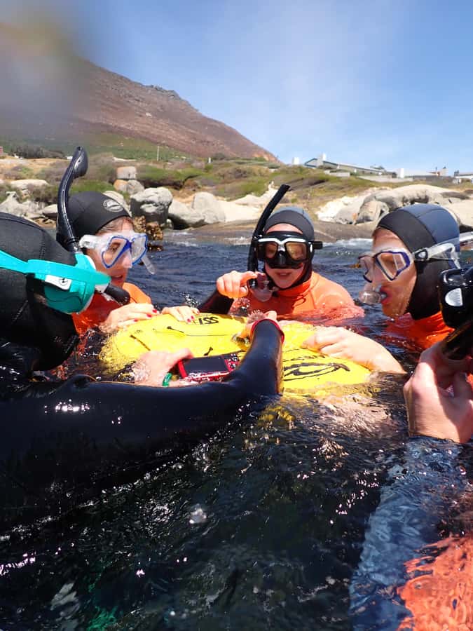 Cape Town: Great African Sea Forest Guided Snorkel - Key points to know before you book