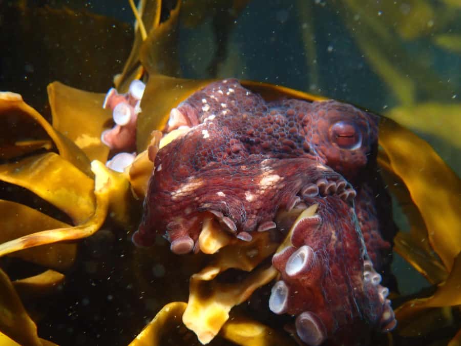 Cape Town: Great African Sea Forest Guided Snorkel - Small practical details that affect the day