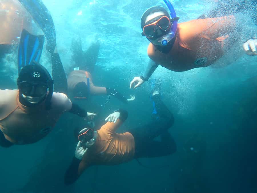 Cape Town: Great African Sea Forest Guided Snorkel - Meeting the Sea Forest at False Bay