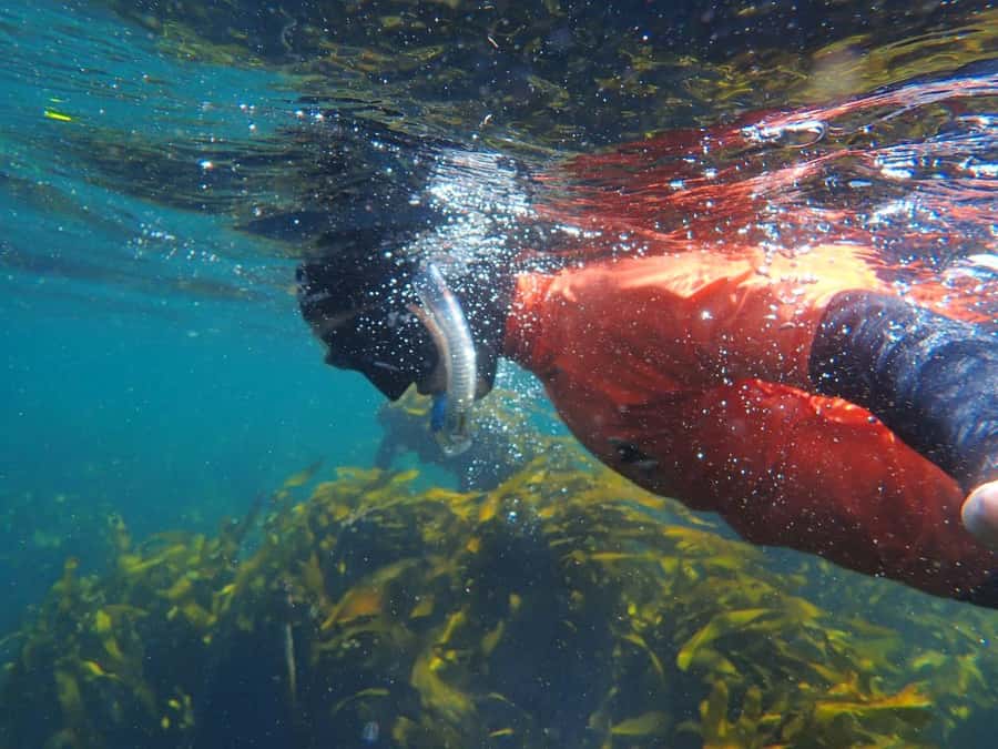 Cape Town: Great African Sea Forest Guided Snorkel - Following your guide into the kelp
