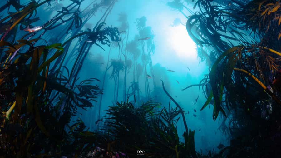 Cape Town: Great African Sea Forest Guided Snorkel - Looking for octopus, urchins, and shysharks