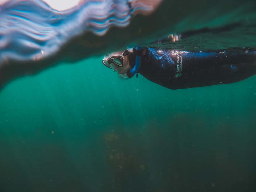 Cape Town: Great African Sea Forest Guided Snorkel - Helping with shark photo-identification