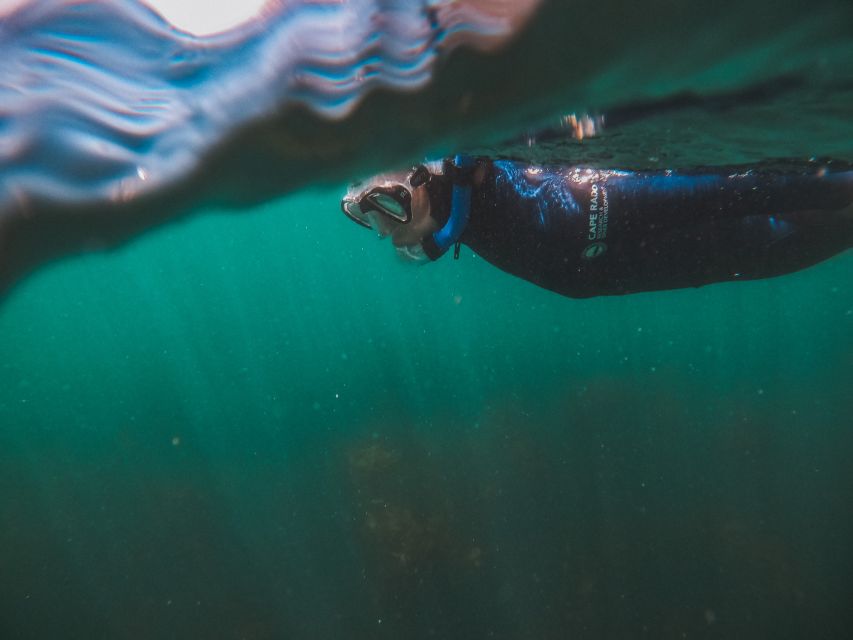 Cape Town: Great African Sea Forest Guided Snorkel - Why the marine biology briefing matters