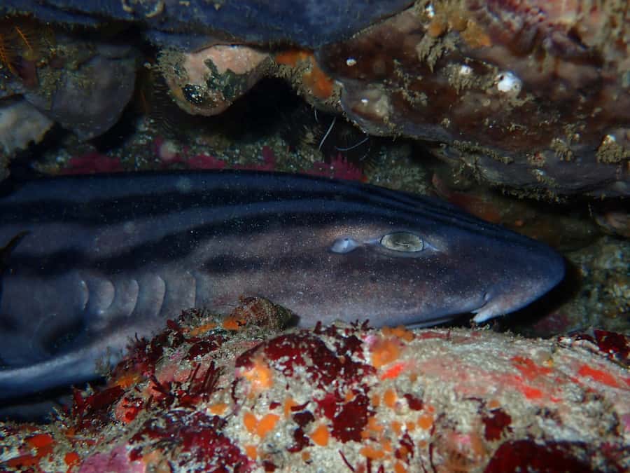 Cape Town: Great African Sea Forest Guided Snorkel - Photos that capture more than a souvenir