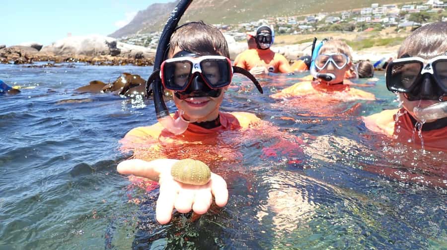 Cape Town: Great African Sea Forest Guided Snorkel - Two hours, eight people, and a $74 price