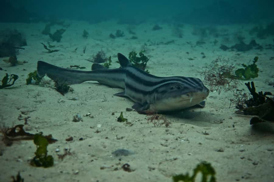 Cape Town: Great African Sea Forest Guided Snorkel - Getting fitted with a wetsuit and mask