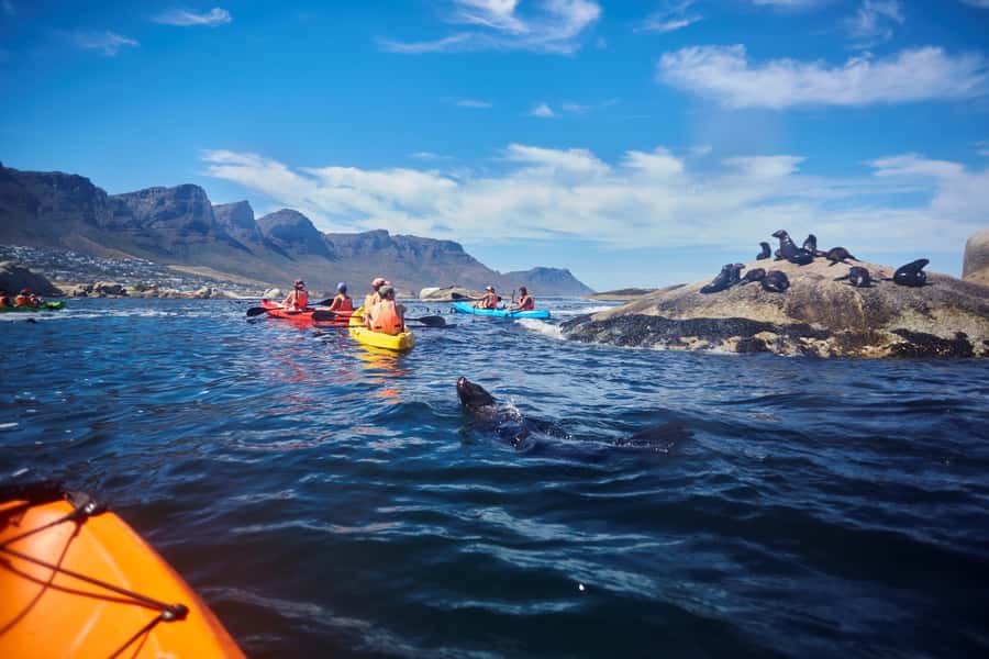 Cape Town: Guided Kayak Tour of Clifton Beaches & The Coast - Who will enjoy this Clifton tour most