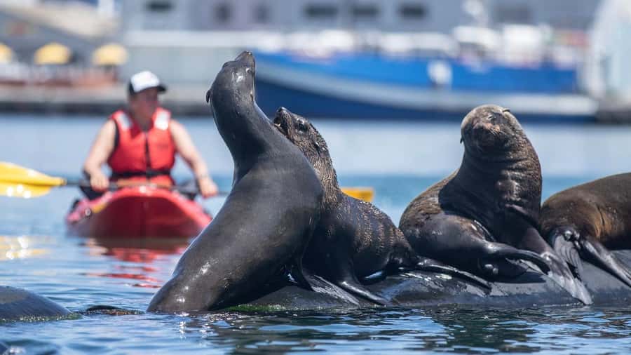 Cape Town: Guided Kayak Tour - Two-person kayaks and the first paddle
