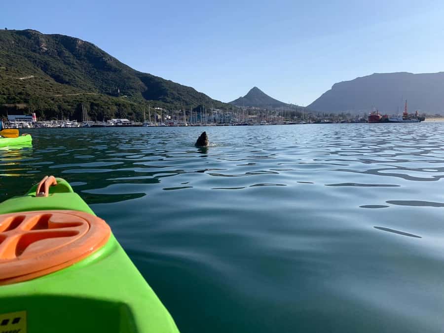 Cape Town: Guided Kayaking in Hout Bay - Is $37 good value for two hours?