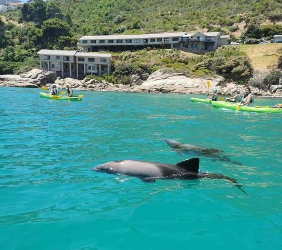 Cape Town: Guided Kayaking in Hout Bay - Setting out from Hout Bay Harbour