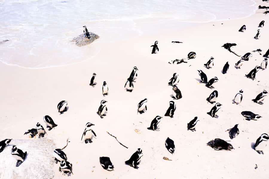 Cape Town: Guided Marine Wildlife Cruise and Cape Point Tour - Key points to know before booking