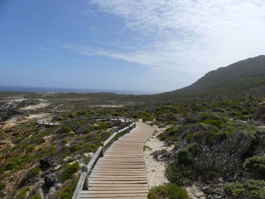 Cape Town: Guided Marine Wildlife Cruise and Cape Point Tour - What the small group changes