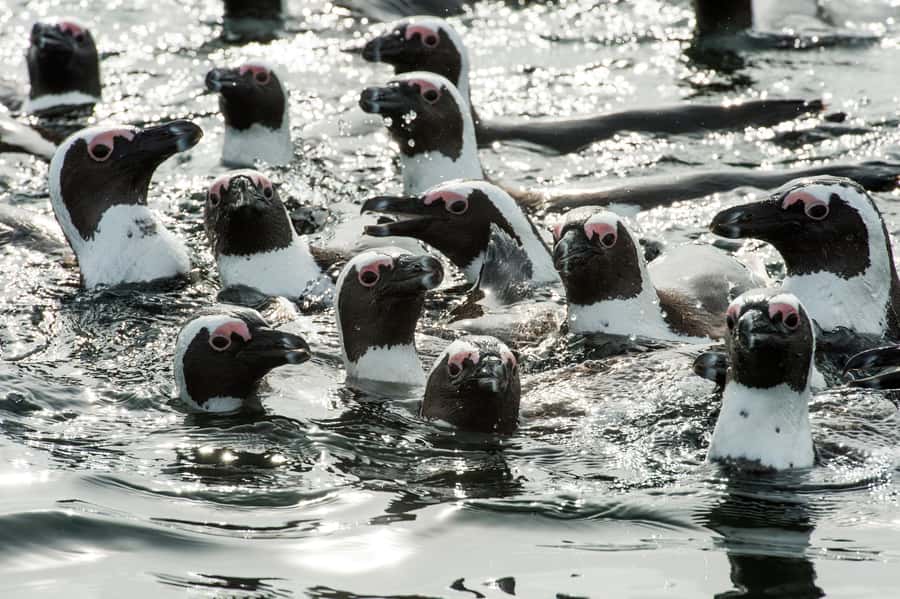 Cape Town: Guided Marine Wildlife Cruise and Cape Point Tour - Starting at the V&A Waterfront