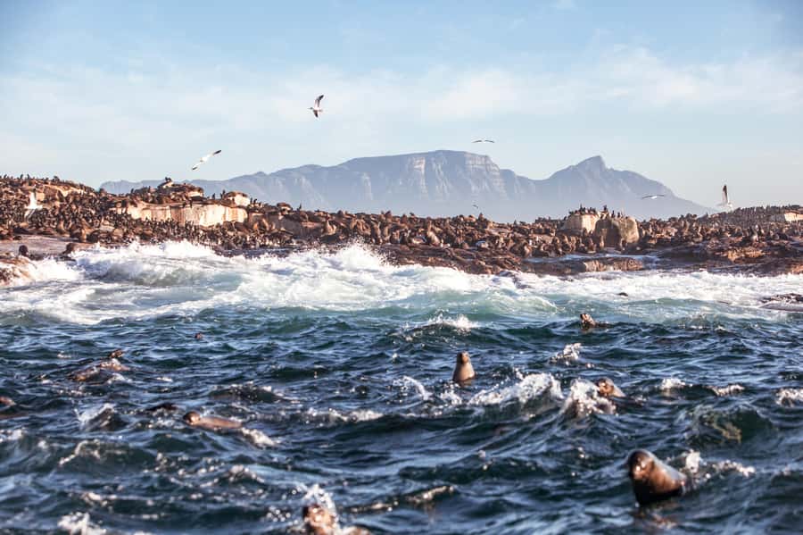 Cape Town: Guided Township Tour with Hotel Pickup - District Six: begin with forced removal