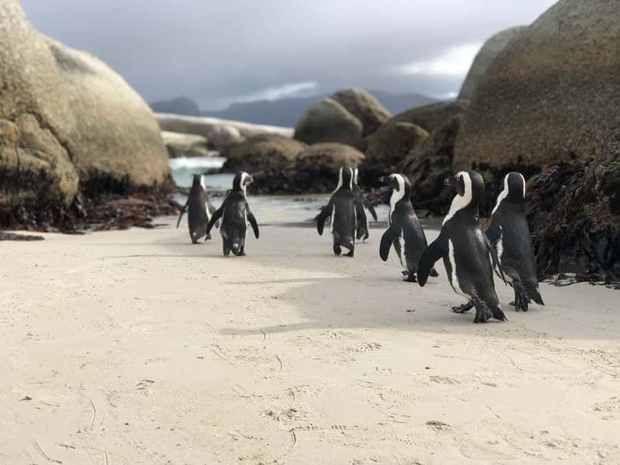 Cape Town: Half-Day Boulders Beach & Penguin Encounter Tour - Why Boulders Beach is the main event