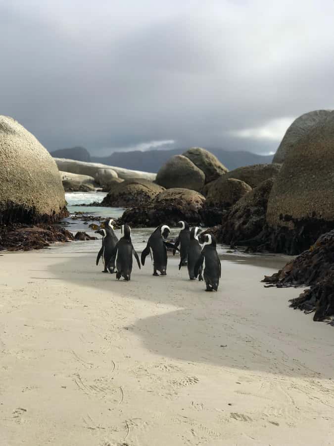 Cape Town: Half-Day Boulders Beach & Penguin Encounter Tour - Chapman’s Peak Drive adds a dramatic road section