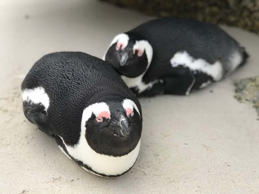 Cape Town: Half-Day Boulders Beach & Penguin Encounter Tour - Three hours at the beach changes the pace