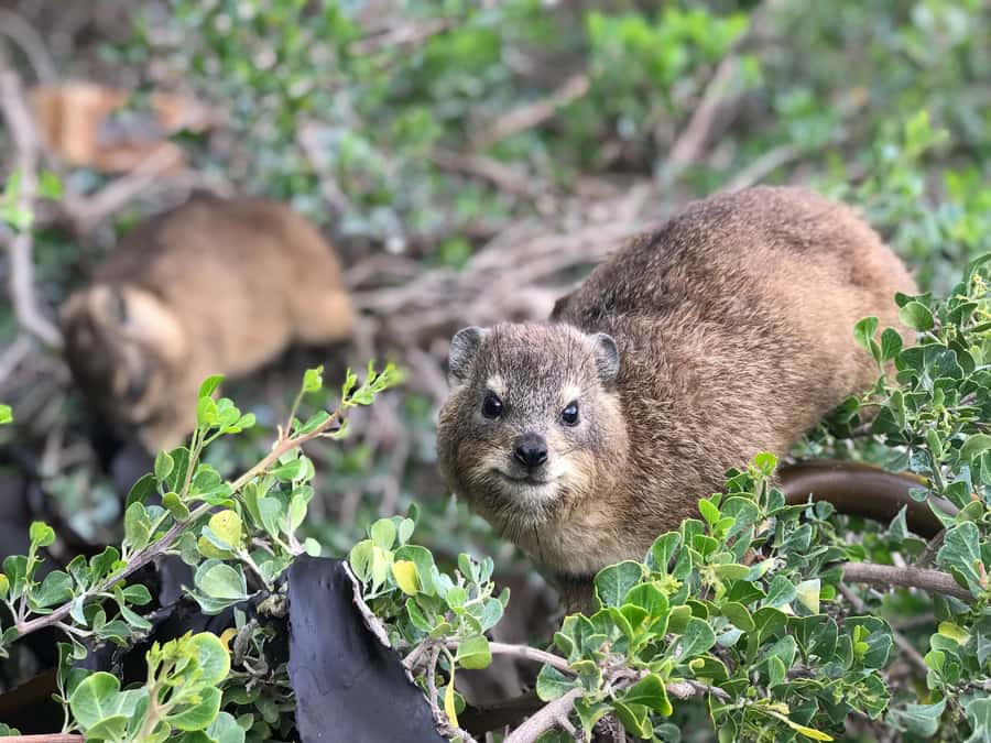 Cape Town: Half-Day Boulders Beach & Penguin Encounter Tour - What the guide adds to a small-group day