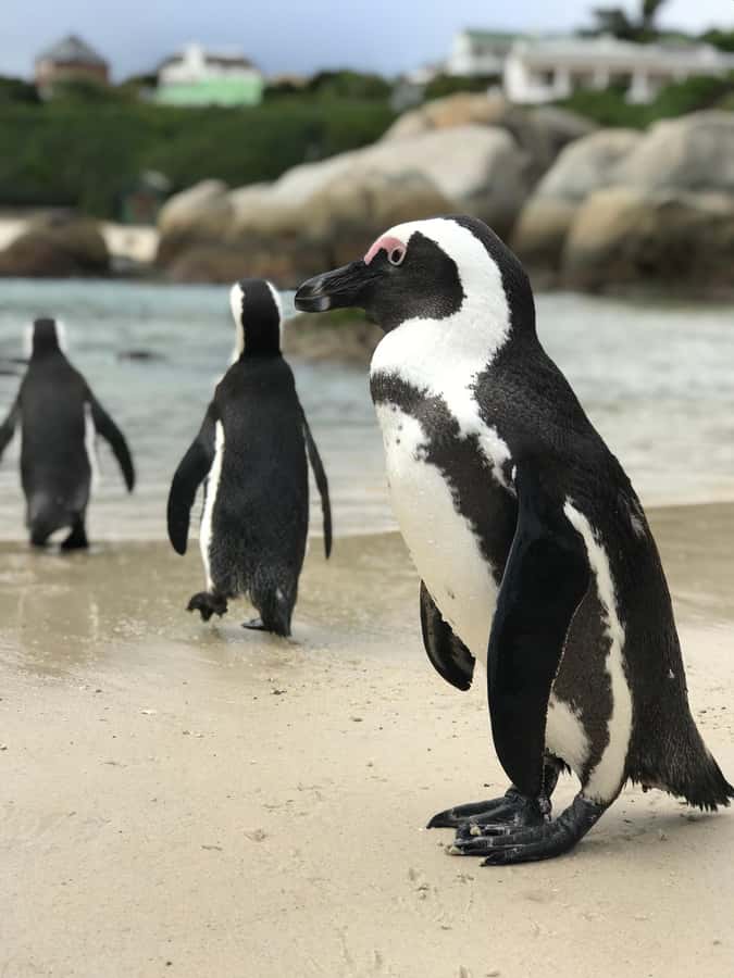 Cape Town: Half-Day Boulders Beach & Penguin Encounter Tour - The False Bay drive gives the tour its shape