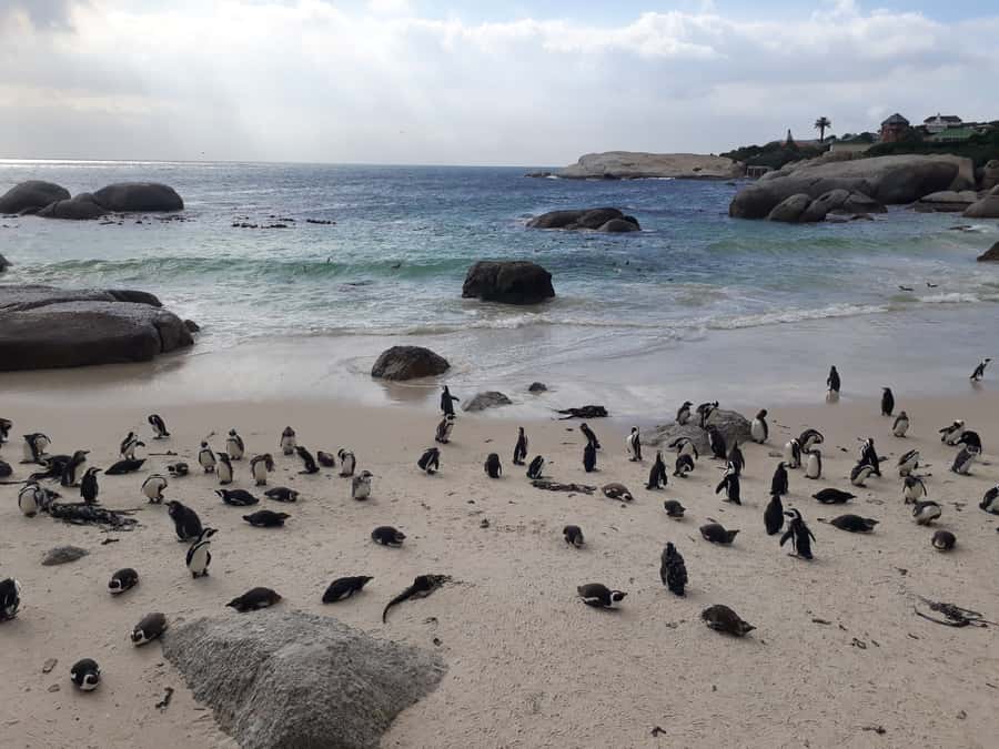 Cape Town: Halfday African Penguin tour - Why the penguin stop works so well with Cape Town sightseeing