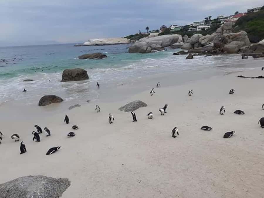 Cape Town: Halfday African Penguin tour - Clifton, Camps Bay, and Hout Bay from the vehicle