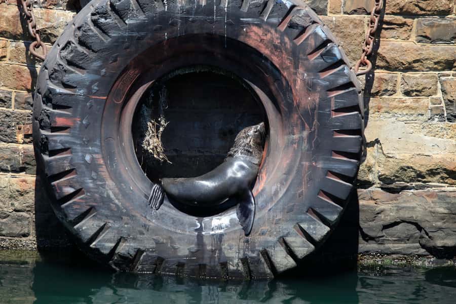 Cape Town: Harbor Cruise - Cape Fur Seals on the harbor buoys