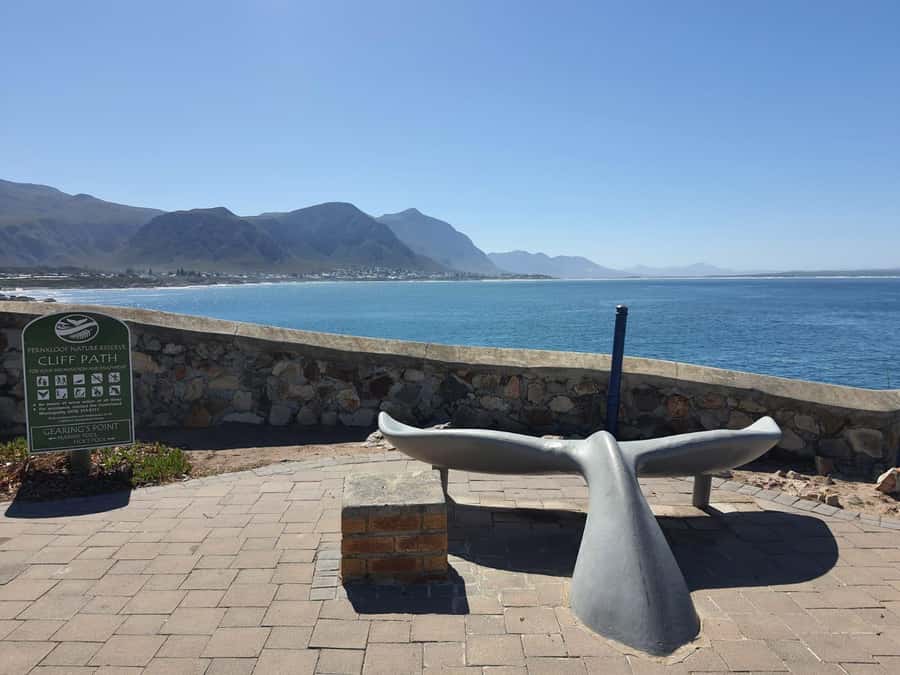 Cape Town: Hermanus Whale Watching Shared Boat & Penguins - Key points to know before booking