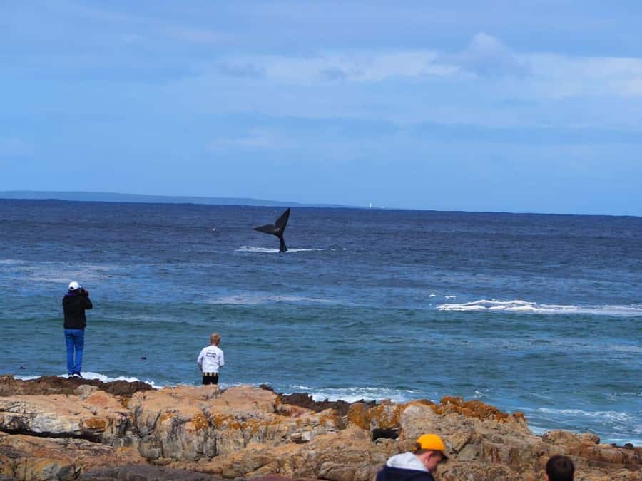Cape Town: Hermanus Whale Watching Shared Boat & Penguins - Hermanus makes whale watching the day’s main event